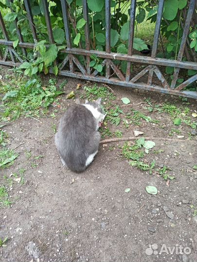 Помогите 2 кошечкам