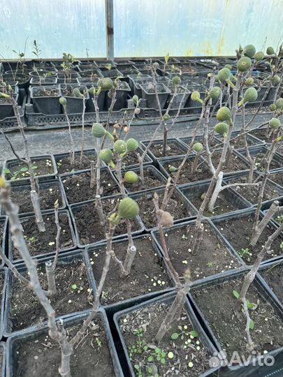 Саженцы инжира