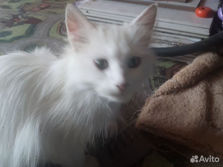 Взрослая кошка