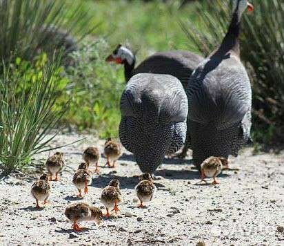 Цыплята Цесарки