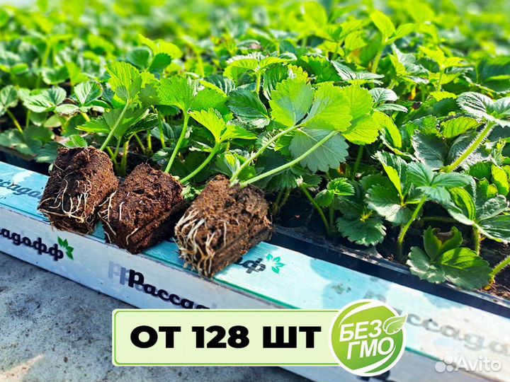 Рассада клубники. Элитные сорта оптом