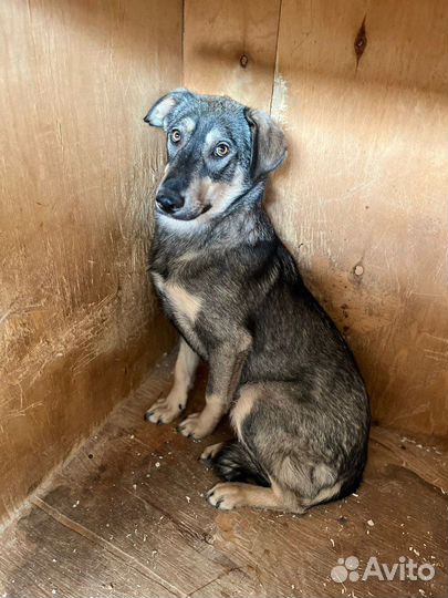 Пес с красивыми глазами в добрые руки