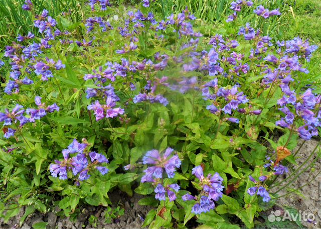 Садовые растения весна 2024 есть редкие