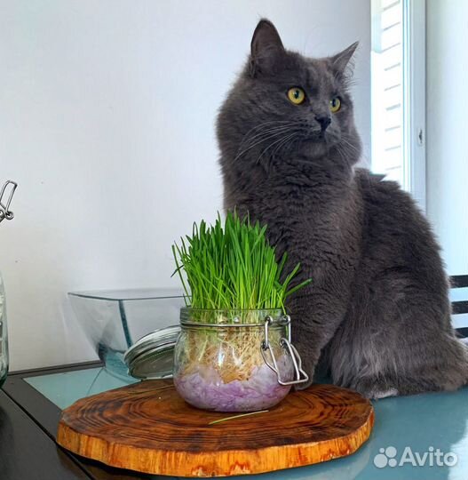 Кот на вязку