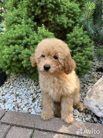 Той-пудель мальчик