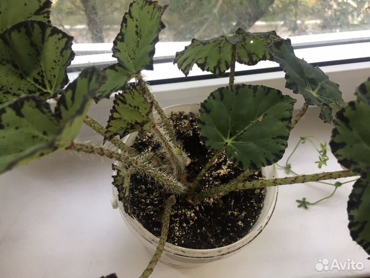 Комнатный цветок Бегония тигровая/ Сингониум