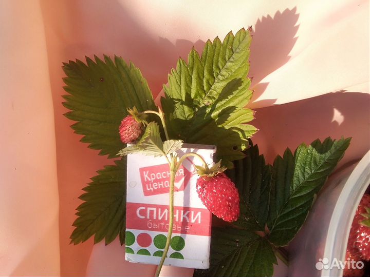 Рассада земляники садовой