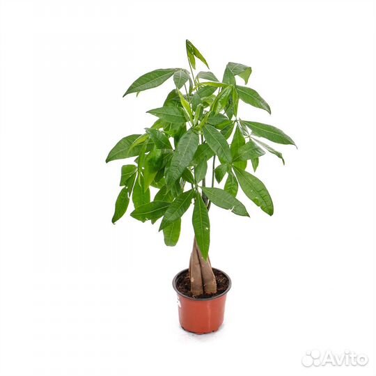 Растения для офиса