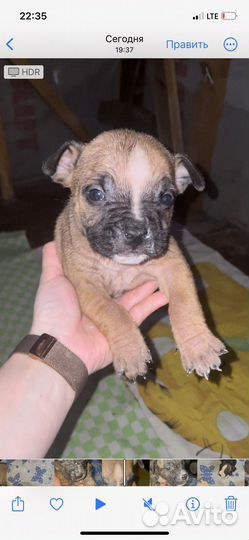 Амстафф щенки