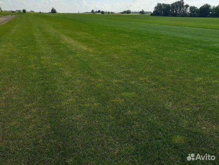 Укладка газона