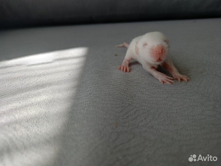 Декоративная крыса