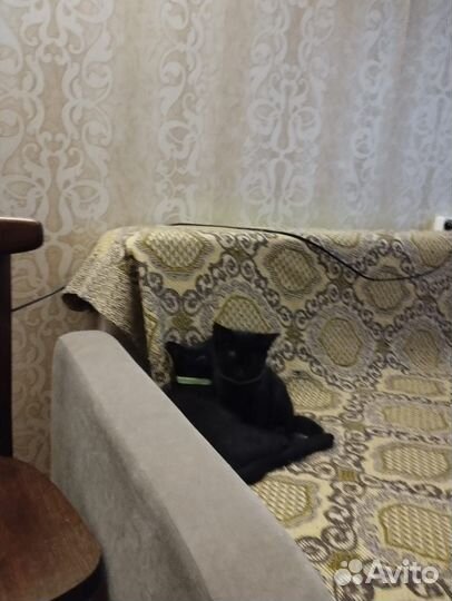 Черный котенок мальчик