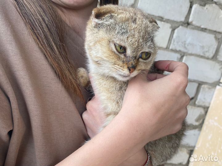 Кошка вислоухая