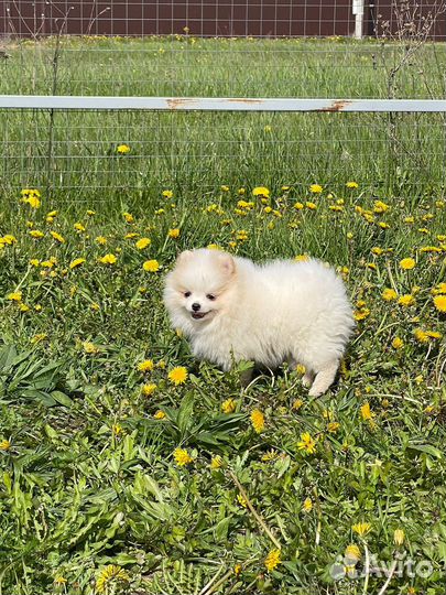 Щенки шпица