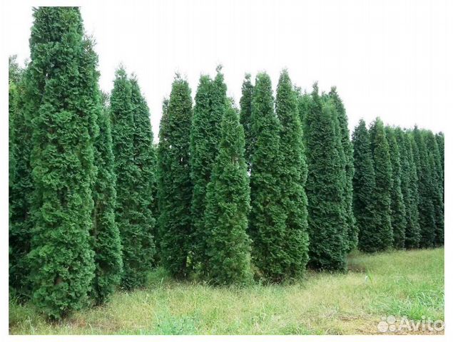 Туя 200 см