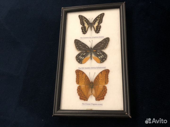 Бабочка в рамке настоящая