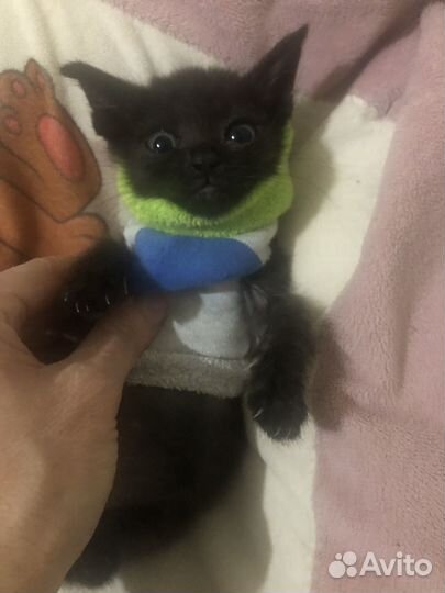 Бурманская