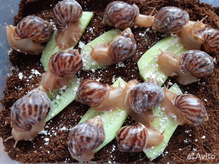 Улитки ахатины