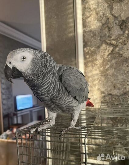 Продам попугая валеру