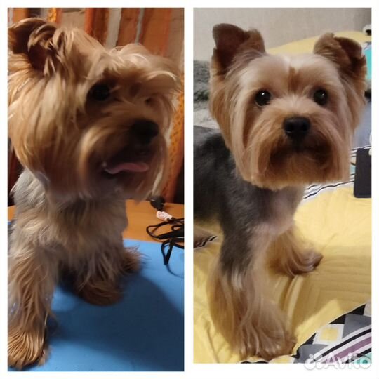 Груминг собак, кошек