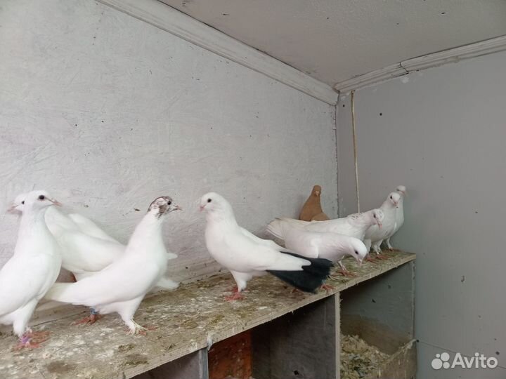 Голуби