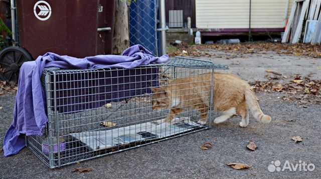 Аренда котоловки, кошколовка