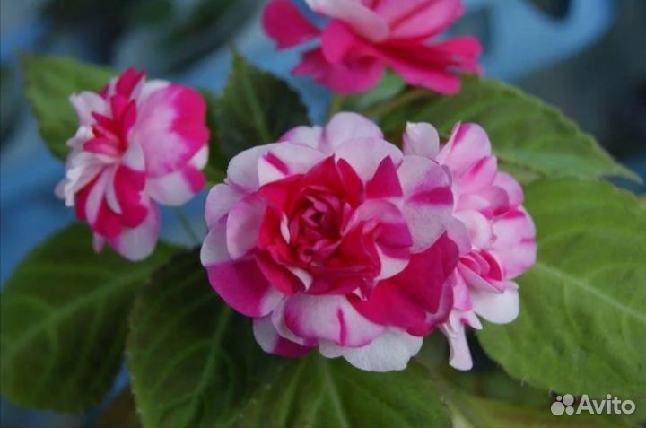 Бальзамин сортовой много сортов