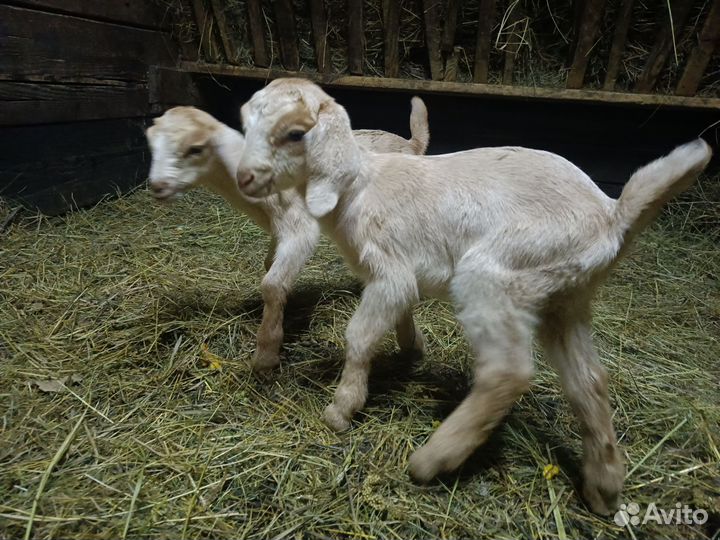 Козочки нубийские процентные