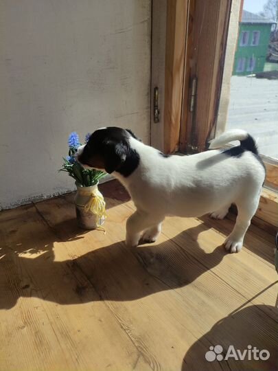 Джек Рассел терьер