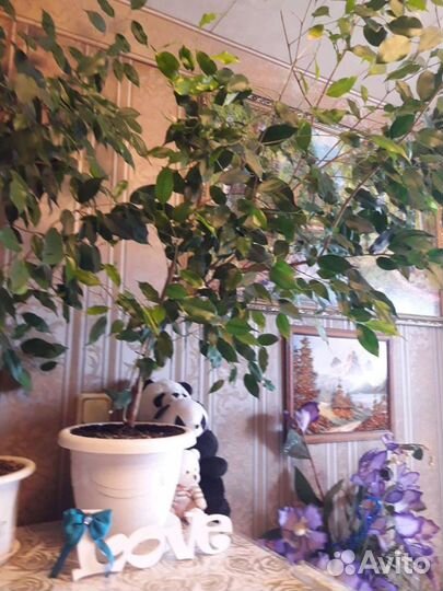 Фикус Бенджамина