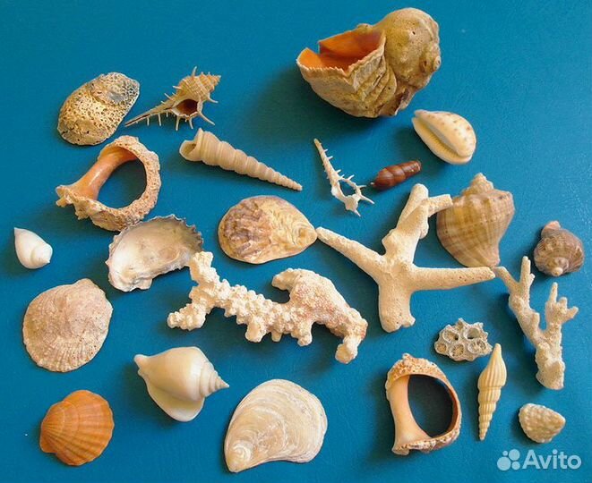 Ракушки и кораллы