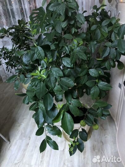 Мандариновое дерево с плодами