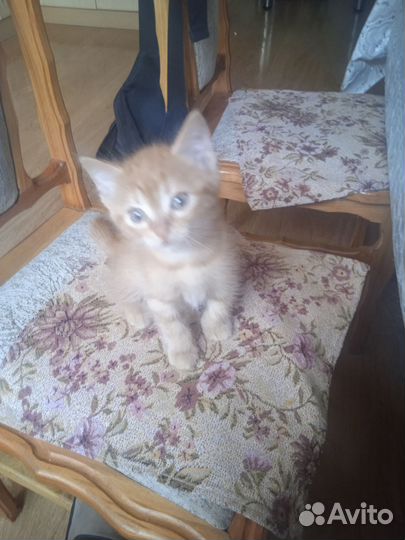 Котик в добрые руки