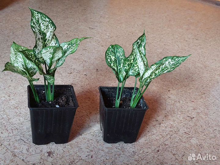 Аглаонема First Diamond (ферст даймонд)