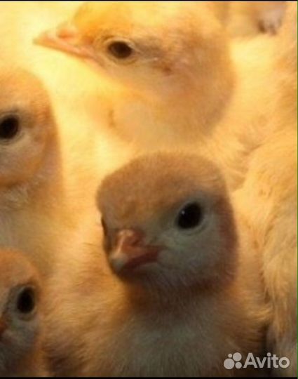 Цыплята Бройлер Кобб 500 - В Наличии