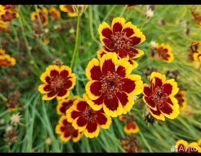 Космидиум, семена