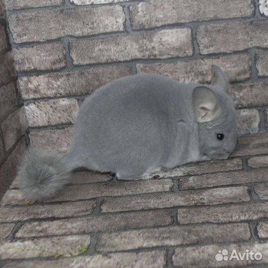 Шиншиллы