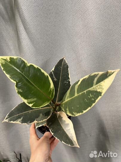 Комнатные цветы-Фикус