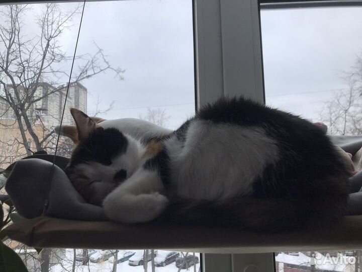 Трехцветная кошка