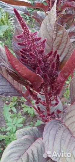 Семена Амарант чайный- Валентина