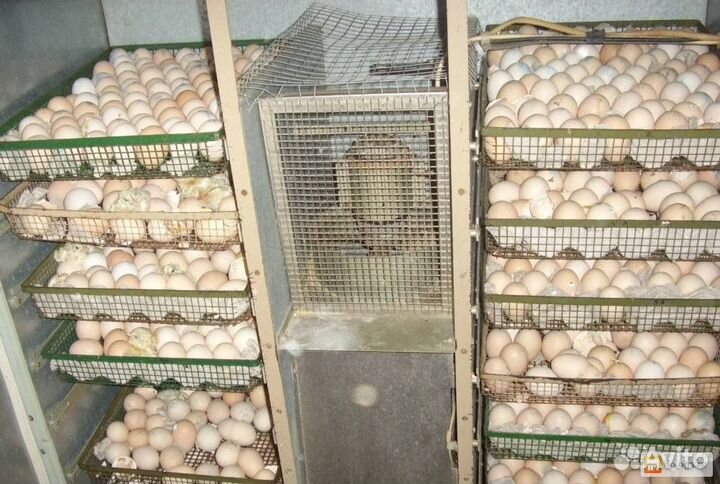 Инкубационное яйцо бройлера
