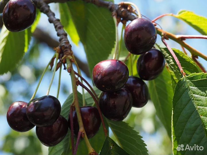 Вишня Шоколаднца 2х летняя Ранняя
