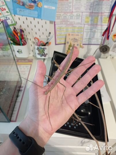 Аннамский палочник