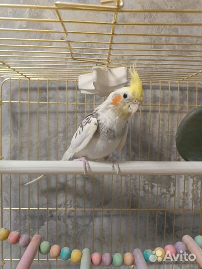 Попугай корелла с клеткой