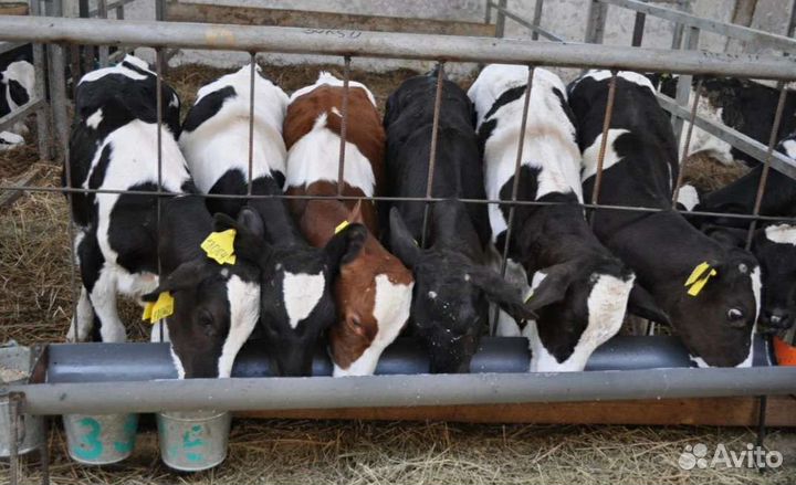 Продаем телята бычки и телочки