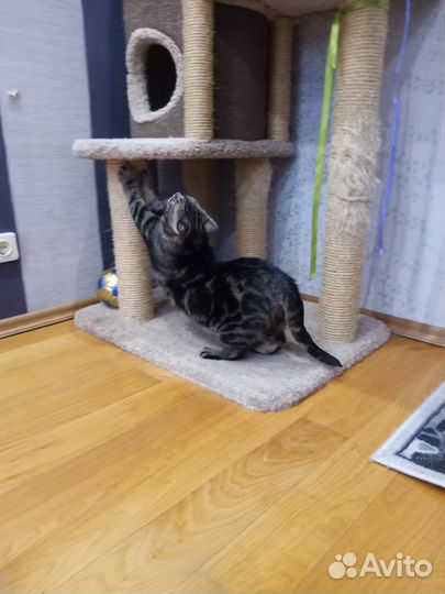 В добрые руки