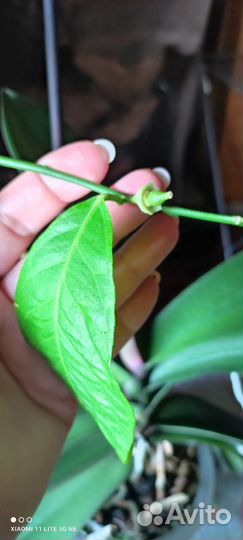 Лимон Павловский плодоносящий дерево