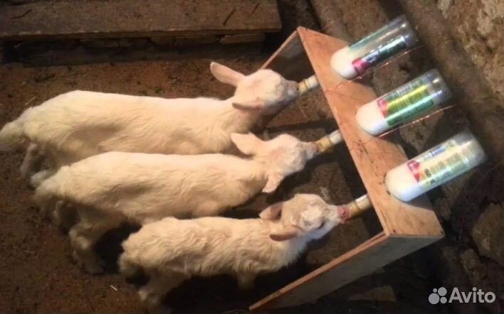 Для коз,овец, кормушка поилка соска 5 штук