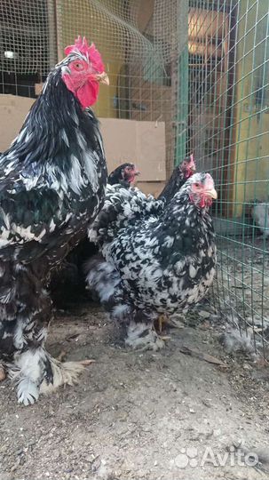 Кохинхин мраморный инкубационное яйцо