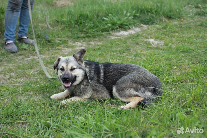 Собака Вэнди